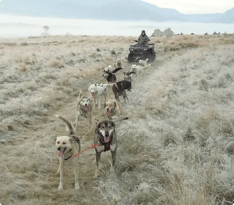   The Mushing Experience at Cairngorm Sleddog
                                Centre offers a unique and thrilling
                                adventure in the heart of Scotland’s
                                Cairngorms National Park.